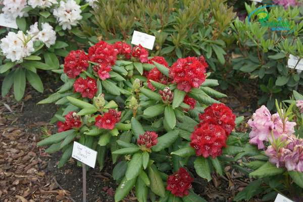Rhododendron Barock